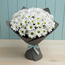 Букет цветов из:  Хризантемы #REPLACE_PRED# Енотаевке