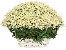 Цветочная композиция из Ромашки в корзине #REPLACE_PRED# Енотаевке